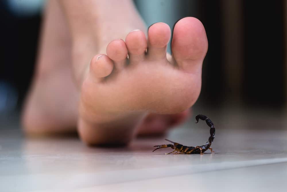 Pierwsza pomoc w walce z użądleniem skorpiona