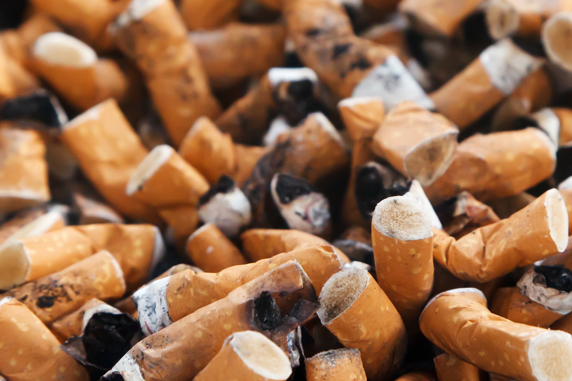 필터 담배 대 정향: 어느 것이 더 위험합니까?