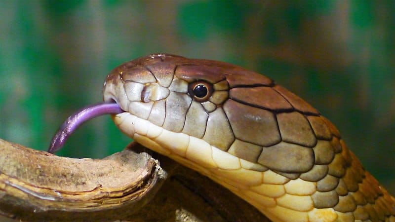 Укусы змей (неизвестный тип)