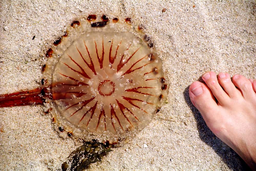 No entre en pánico cuando le pique una medusa, esta es la ayuda adecuada