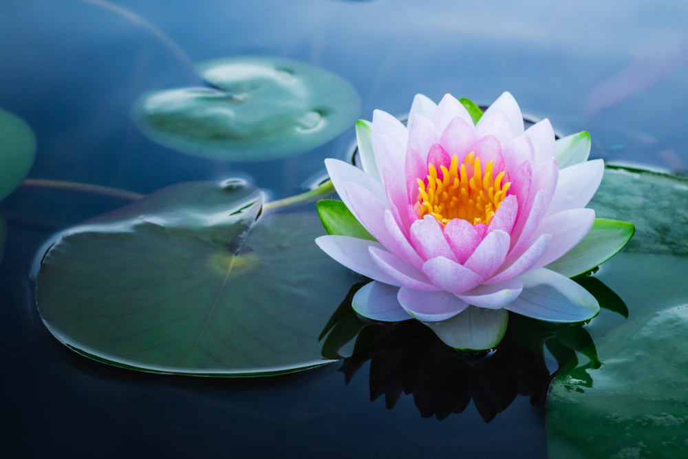 Prednosti lotosovog lišća kao lijeka protiv raka prema stručnjacima