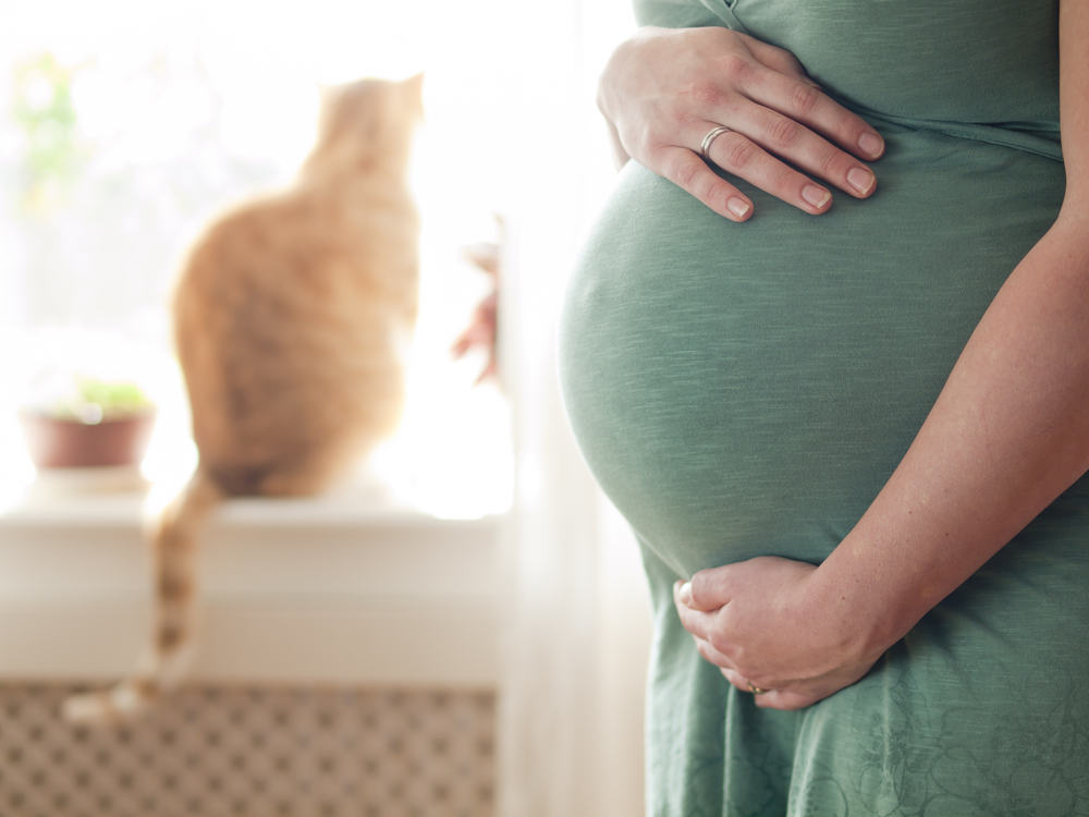 Cómo evitar el toxoplasma de los gatos durante el embarazo
