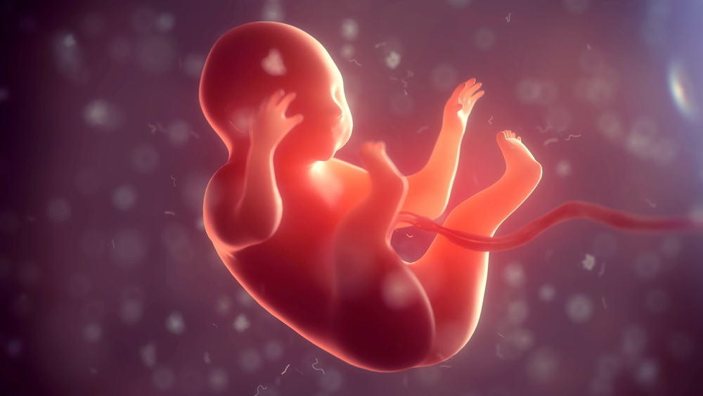 자궁의 탯줄에 싸인 태아에 대해 더 깊이 살펴보기