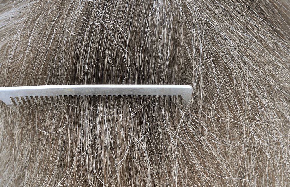 Stimmt es, dass das Herausziehen von grauen Haaren tatsächlich zu einer Zunahme führt?