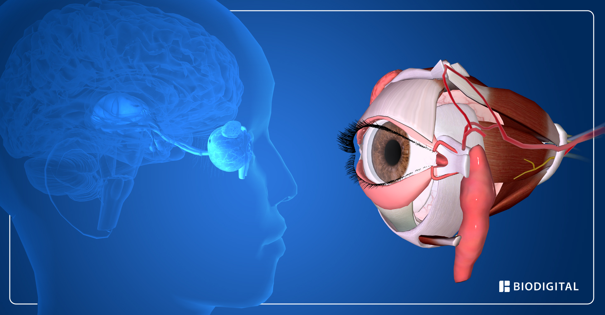 Varias formas de mantener la salud ocular que se pueden realizar en casa
