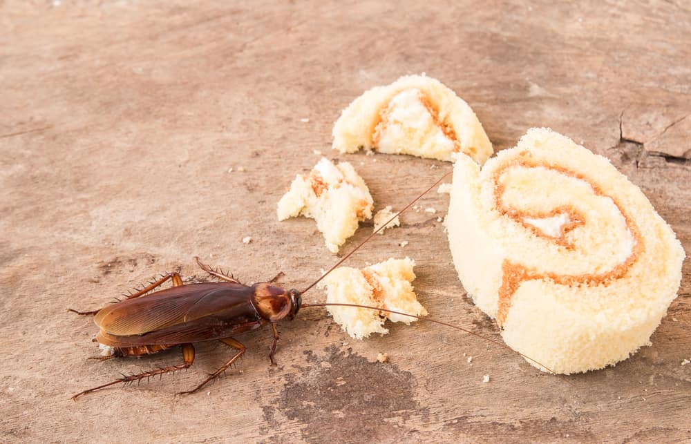 바퀴벌레에 감염된 음식, 여전히 먹을 수 있습니까?