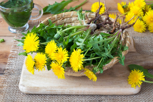 Ne samo da su lijepe na pogled, ovo je 5 prednosti biljaka maslačka koje morate znati