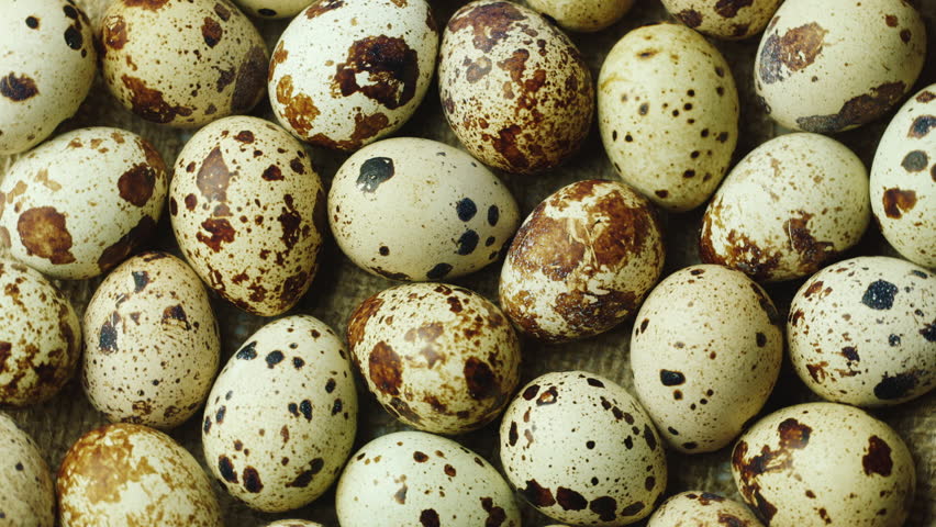 Правда ли, что употребление в пищу перепелиных яиц может повысить уровень холестерина?