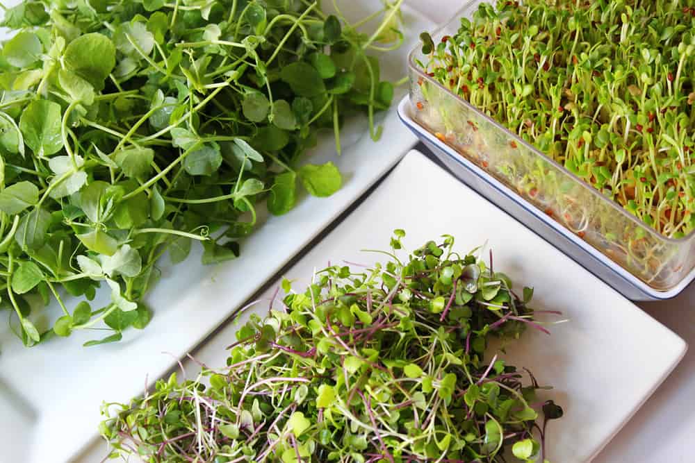 Microgreens, winziges grünes Gemüse mit unzähligen Nährstoffen