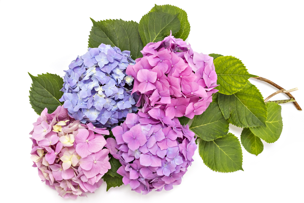 Istraživanje prednosti cvjetova hortenzije koje mogu pomoći u prevladavanju artritisa