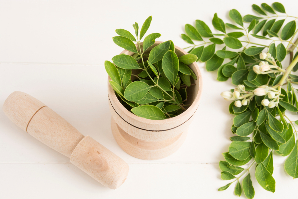 Ist die Untersuchung der Vorteile von Moringa-Blättern als natürliches Diabetes-Medikament wirklich nützlich?