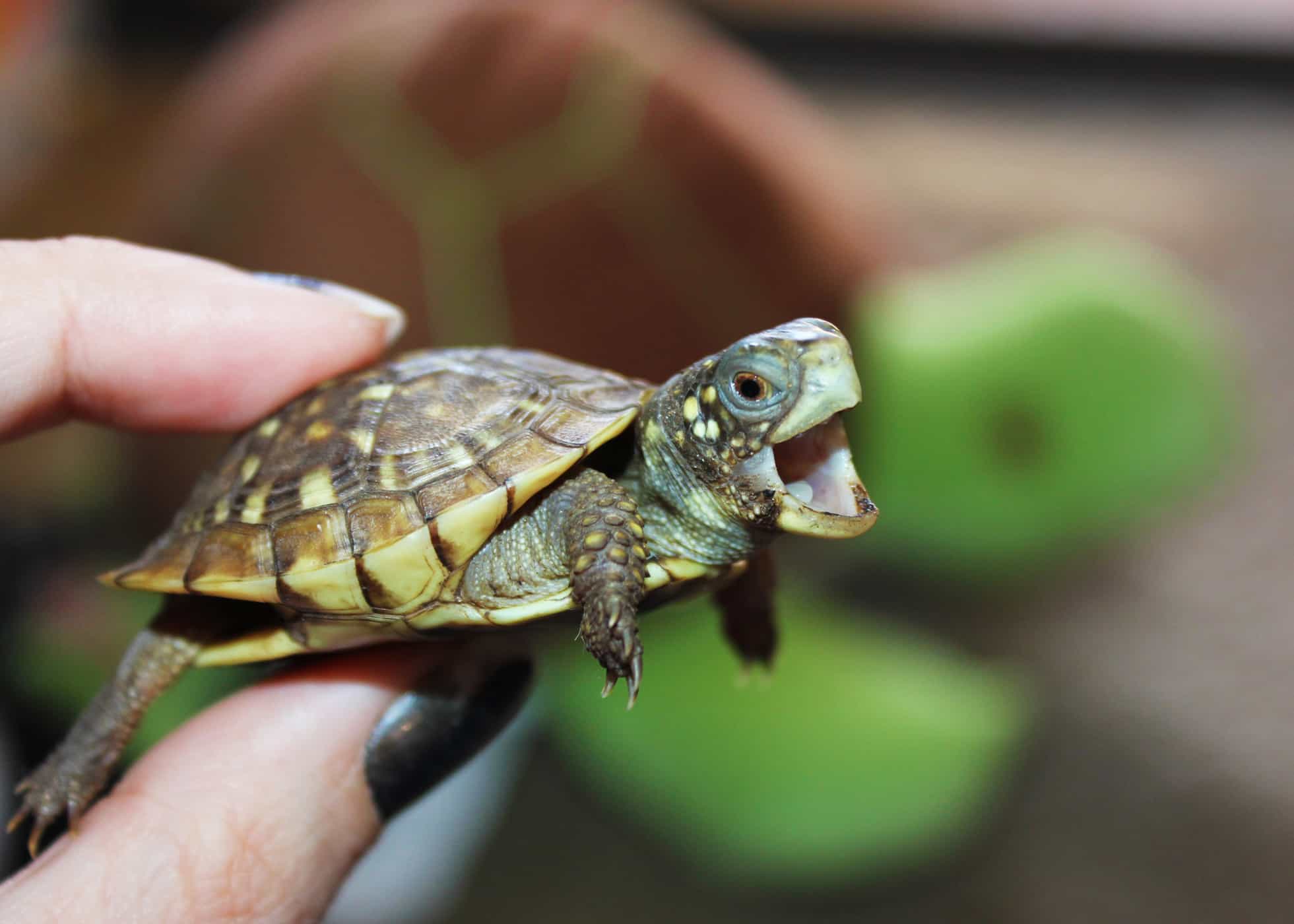 Schildkröten zu Hause halten? Vorsicht vor bakterieller Salmonelleninfektion