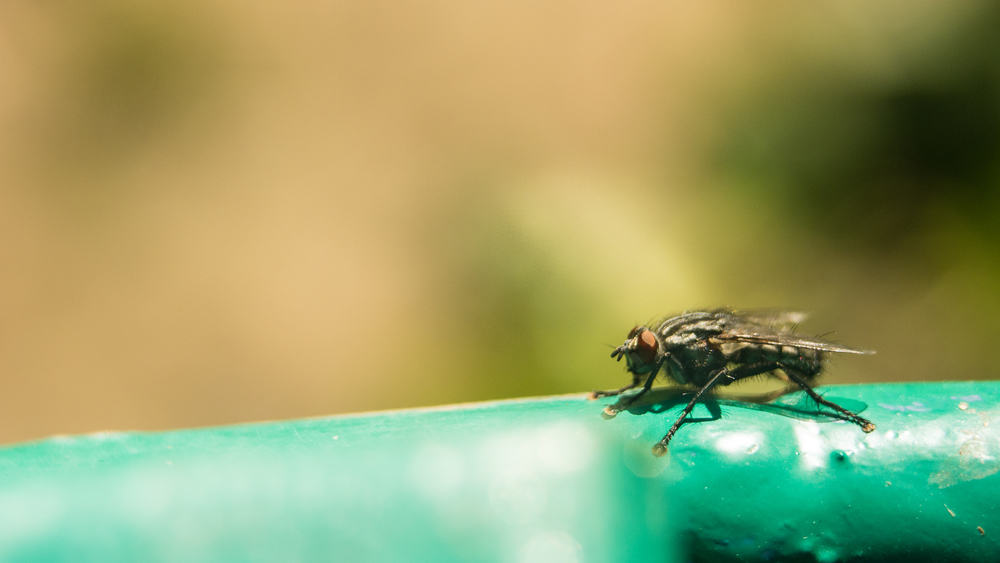 Tse-Tse-Fliegen kennenlernen, gefährliche Insekten hinter der Schlafkrankheit