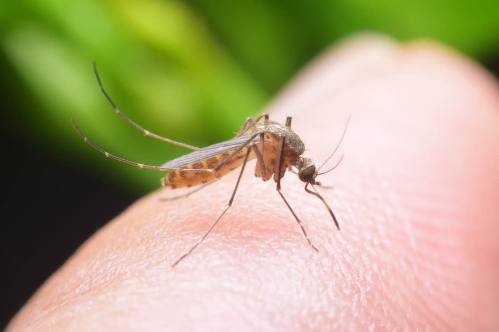 Anti-Malaria-Medikamente, die von Ärzten am häufigsten empfohlen werden