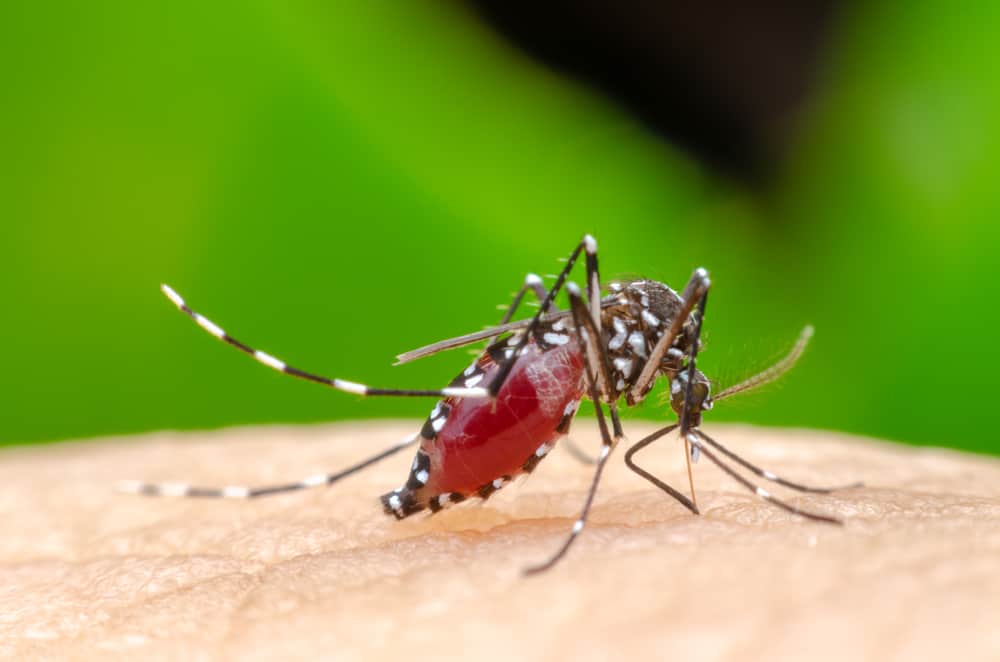 Anzeichen und Symptome der Chikungunya-Krankheit, auf die Sie achten sollten
