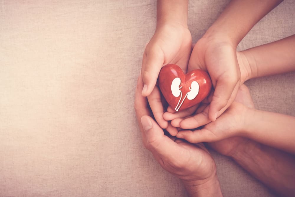 ¿Interesado en la donación de riñón? Lea atentamente los procedimientos y condiciones